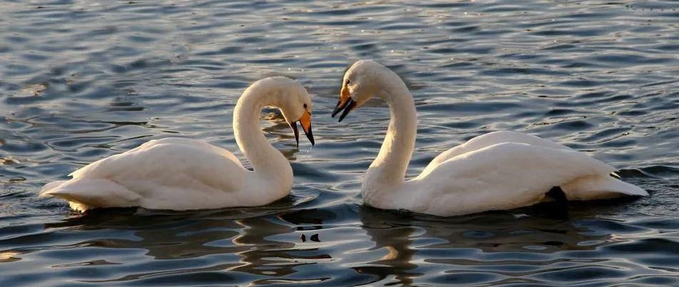 居民|金寨吴家店一居民门口，突然从天空掉下来一只大鸟....