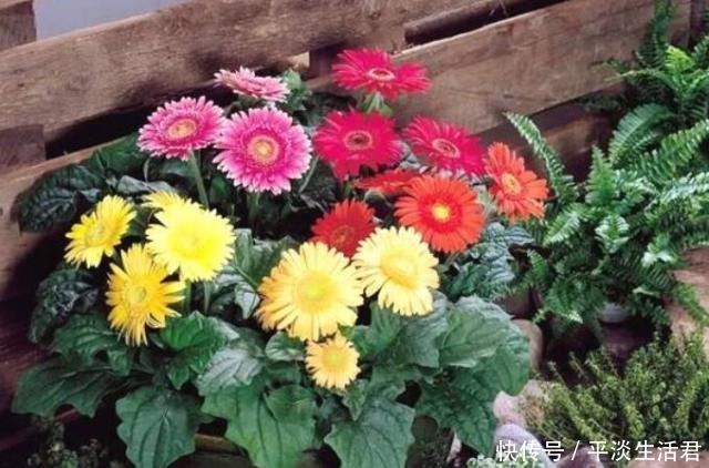 “病菌”不喜欢7种花，养家里，一家老小“身体好”，聪明人都养！