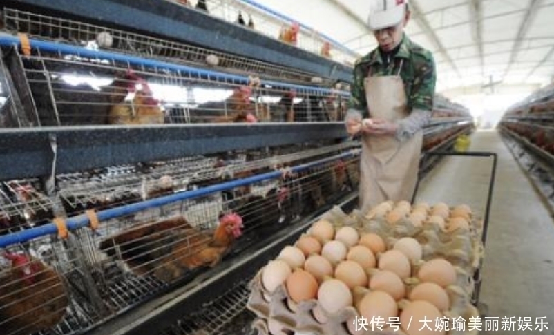 超市|超市的鸡蛋并不是母鸡下的，看到工厂生产鸡蛋的过程，就懂了