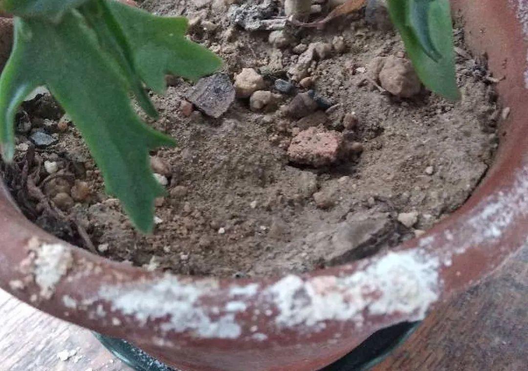 10个偏方,能省不少钱,把花养的又肥又壮