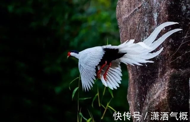 白鹇|白鹇鸡！太美了！