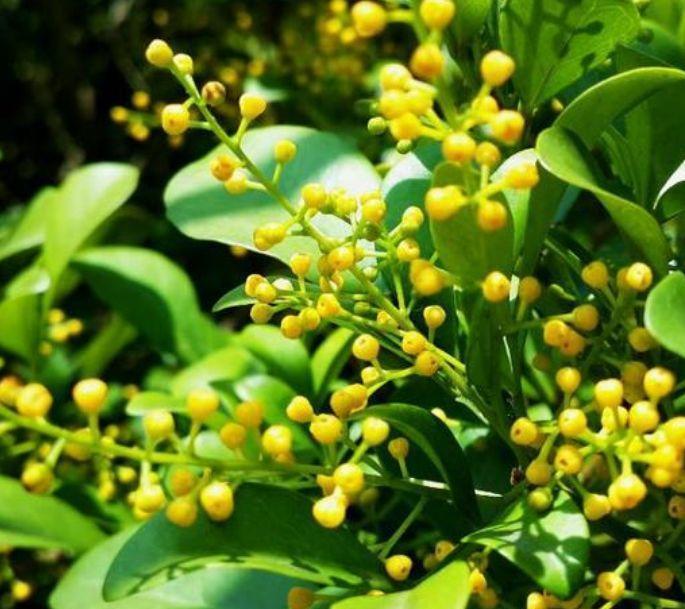 4种花是爆盆能手,开起花来“拦”不住,花开不断,还能旺财