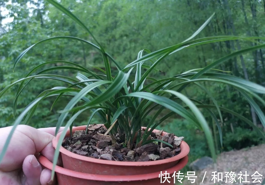 养分|兰花叶片焦尾怎么办?试试这些方法,总有一款适合你