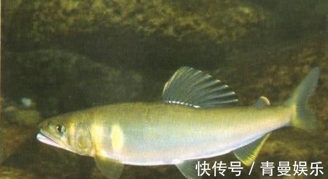 很多钓友不认识此鱼,能散发特殊香味,被市场誉为“淡水鱼之王”