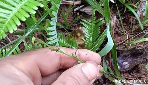 野草|乡下一野草，个头小却极其珍贵，人称“独脚金”，晒干后180元1两