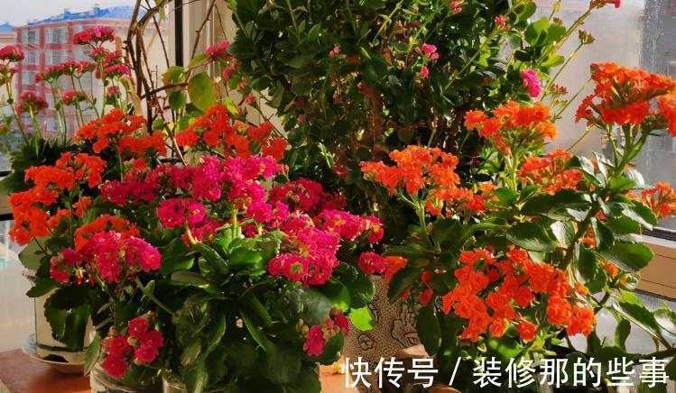 休眠期|夏季长寿花要休眠，但出现这些情况，一忽视就只能收获空盆