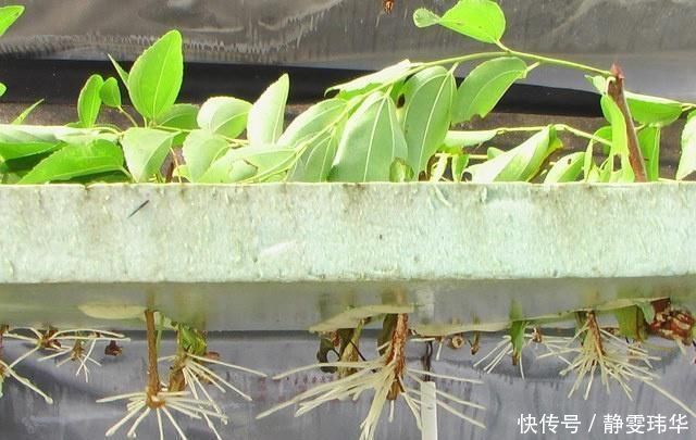 有5种万能“扦插水”,制作方便,不管什么插穗,只要一泡就生根