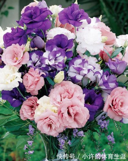 专为北阳台而生的6种花,耐阴又好养,随便养几盆打造成小花园