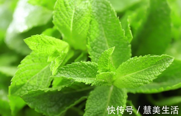 小根|65种野菜图片,带你认识不同的野菜和吃法,你想要的野菜这里都有