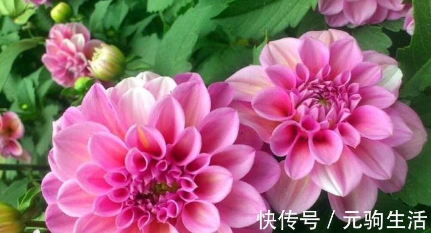 三角梅|养花就养个花期长的,浇点水晒晒太阳就疯长,开花不断