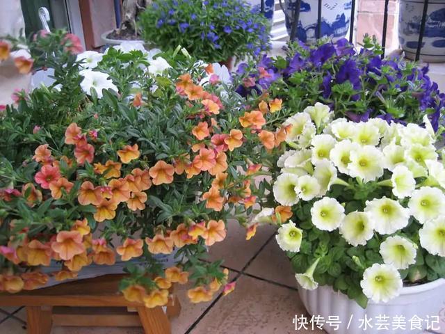 盛宴|家里放这8种花,简直是视觉的盛宴,带给你的感受也是不一般