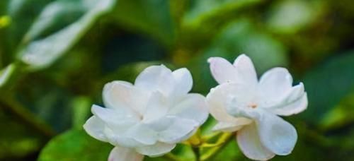 茉莉玫瑰粥|每天晚上坚持吃3种食物,补充营养、淡化皱纹,爱吃就赚了!