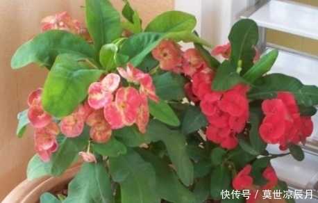 这几种植物都是有毒的,家里有老人小孩的一定要注意了!