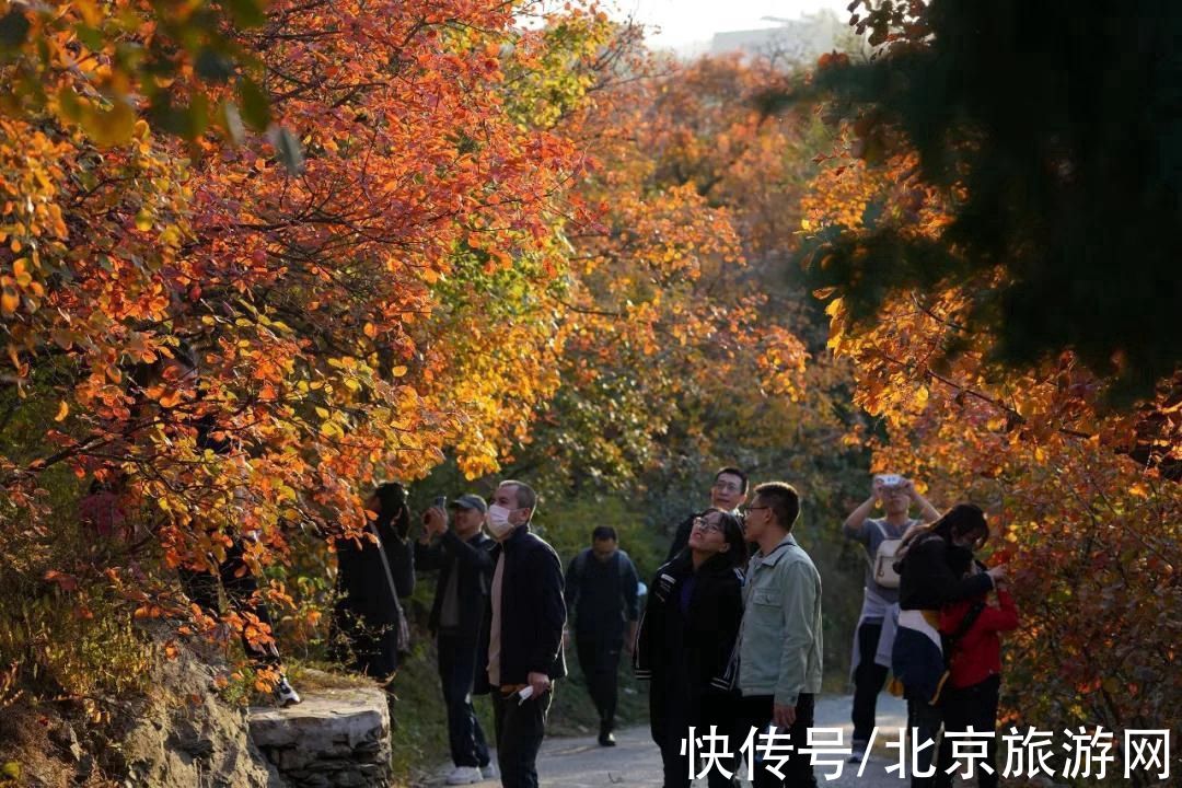 海淀区|海淀区赏红叶指南→