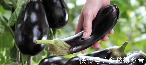 风味|正宗风味茄子的做法,步骤讲解详细,看完立马就能学会!