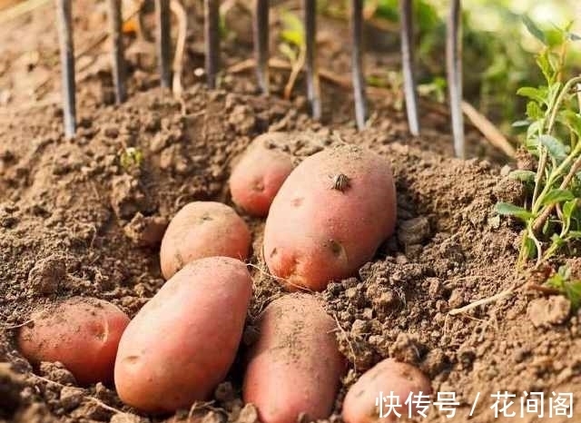 农村|农村随处可见的“地下苹果”,营养又美味,还能降血压、养胃