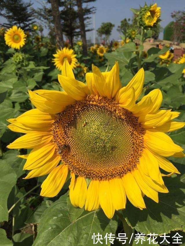 80种常见花，花谱整理好了，以后识花不求人