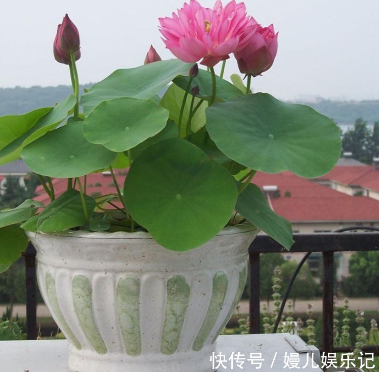 营养土|家庭养花：阳台盆栽此3款，漂亮好活，懒人最爱！