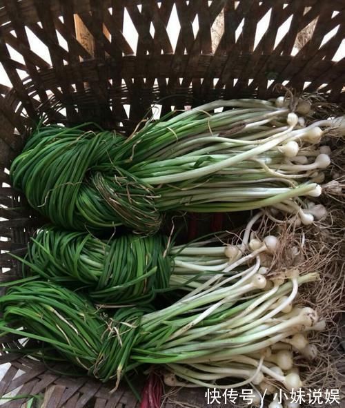 野蒜|农村这种野菜用肉都不换,营养价值高,而且很珍贵!