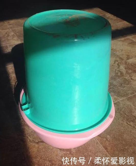 花盆里发现蚜虫、小黑飞?别头疼了,3个小技巧保管它们去无踪