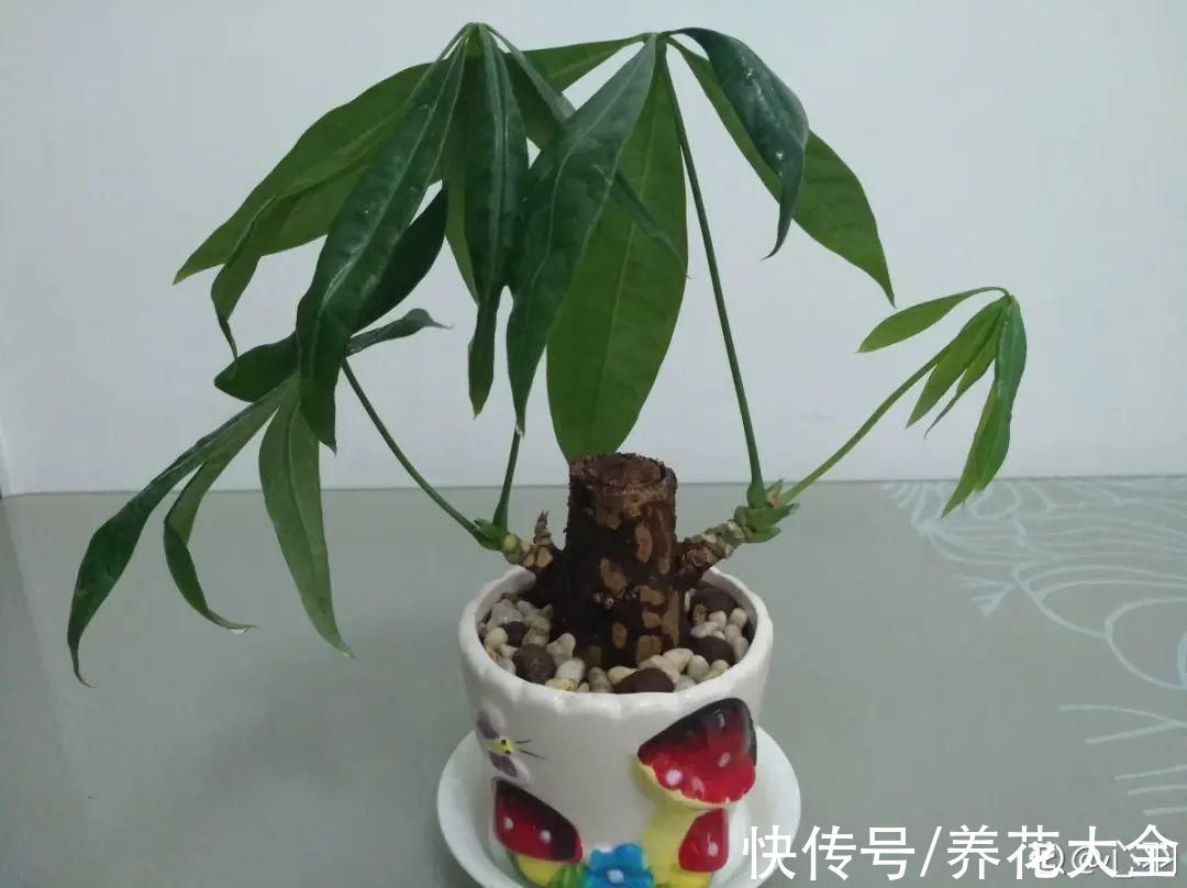 养花大棚倒闭,“贵货花”路边扔了一地,后悔没带个大麻袋