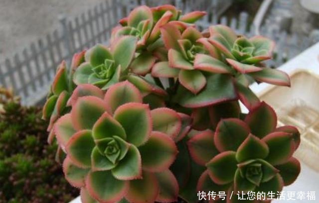 如何养殖好懒人植物多肉从3方面下手，植株不再徒长、摊大饼！