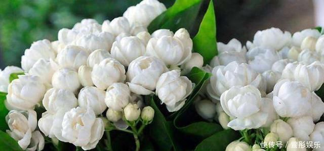 盆栽|盆栽茉莉花,养护注意这3点,花开一茬接一茬