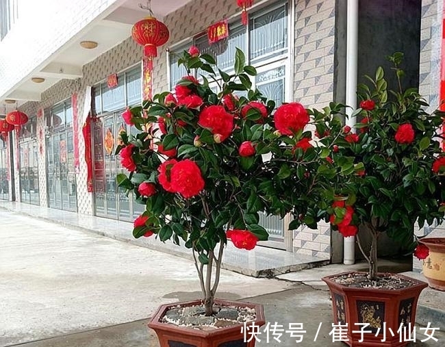 别养月季了,此花花期200多天,花大如“脸盆”,越热生长越快