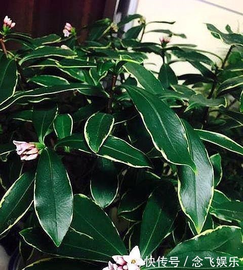 肥料|瑞香不会养抓住几个“关键点”,叶片绿油油,开出“祥瑞之花”