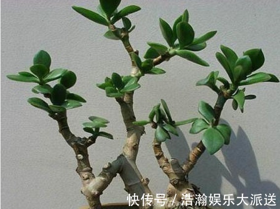 修剪|买盆景太贵此2种花插一根枝就能活，1年成老桩，越养越“值钱”