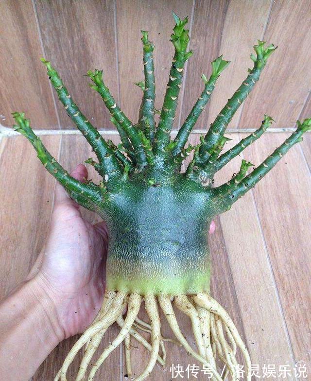 沙漠玫瑰不开花简单“4步”操作，30天开成“玫瑰树”