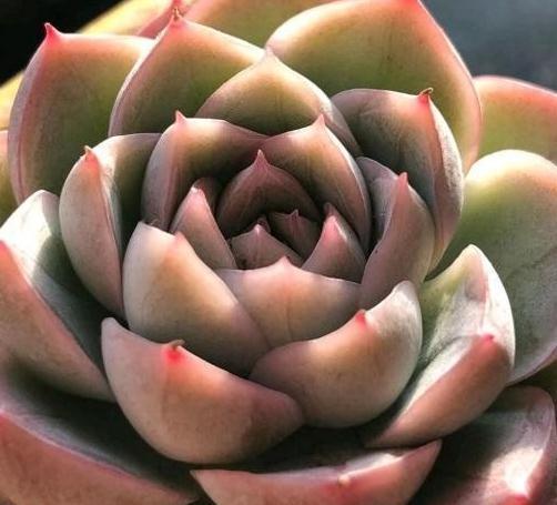 多肉最适合懒人去养,不用搭理它,丢在露台上,照样长得好