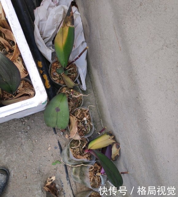 朋友花了30块,买了10盆蝴蝶兰,回家开了一个周,全部成杂草