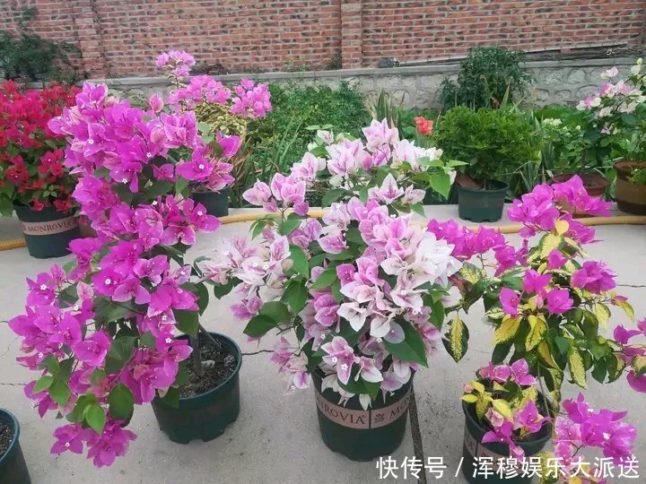 三角梅|三角梅用了“这方法”养,花期长达200天,花色鲜艳“变花园”