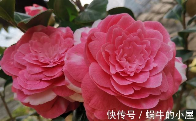 花期|盆栽茶花老是养不好,选择品种有技巧,试试以下经典的茶花品种