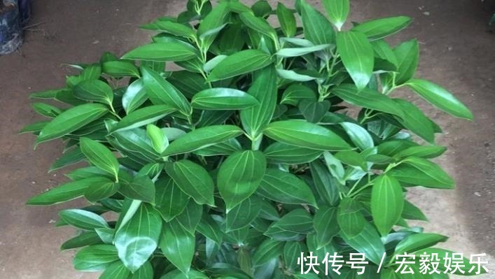 6种“吉利花”养在客厅里,一帆风顺,运气好,日子越过越顺当