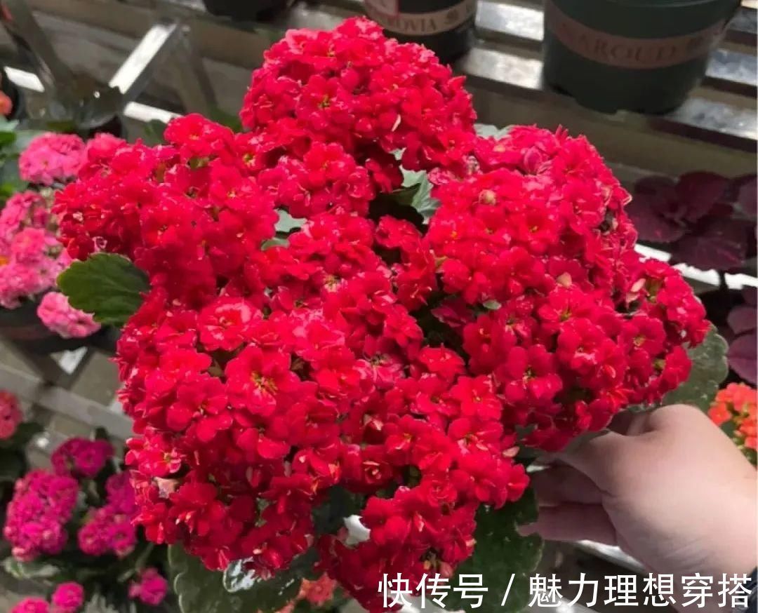 长寿花|冬天常见的“吉利花”,耐旱皮实花量大,大半年都在开花