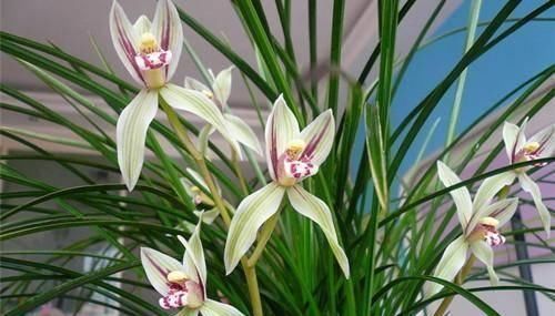 根部|10年前在路边没人要的野花,现在每株竟高达300块,比黄金还值钱