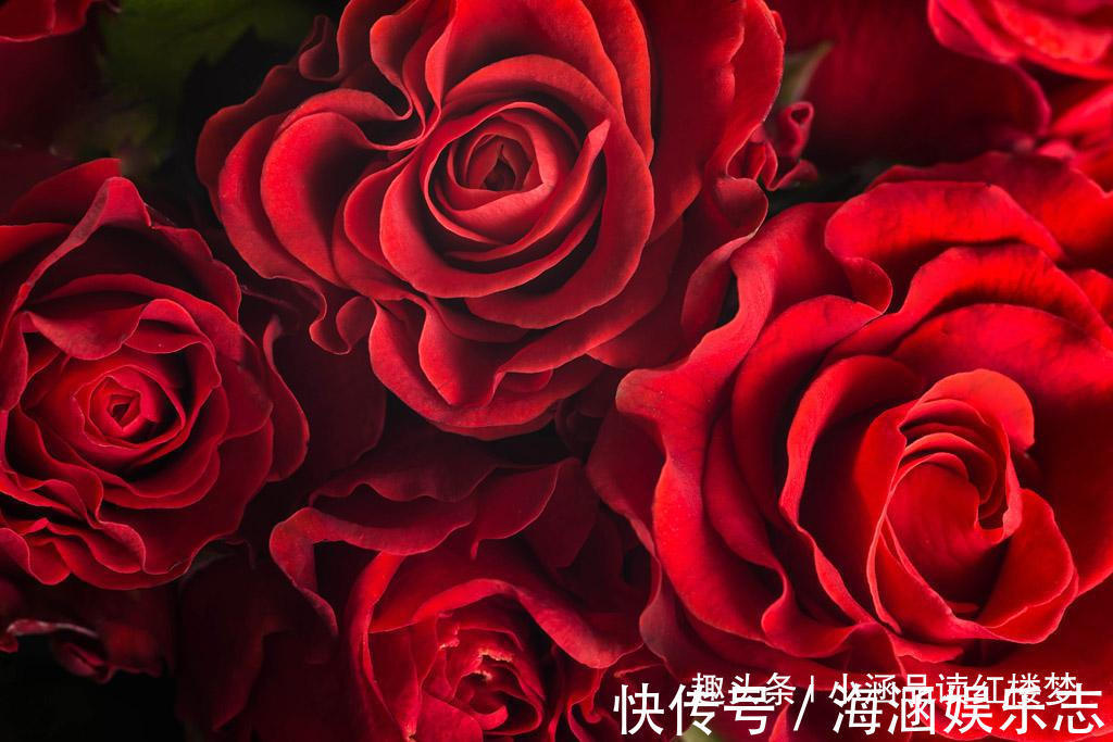 变异$红楼梦玫瑰花变异成四种特殊用品,每一种都让人遐想