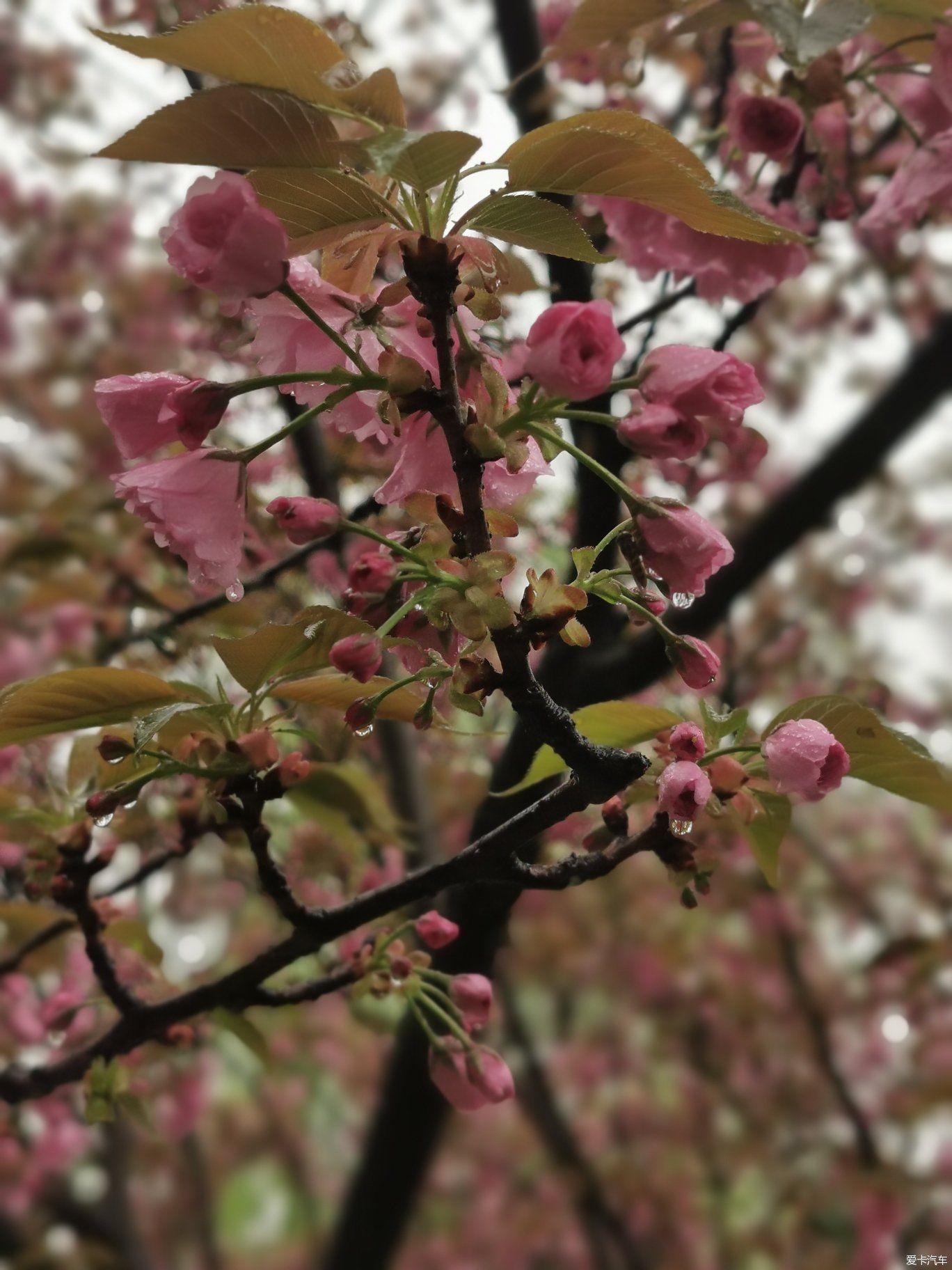 雨中盛开的樱花