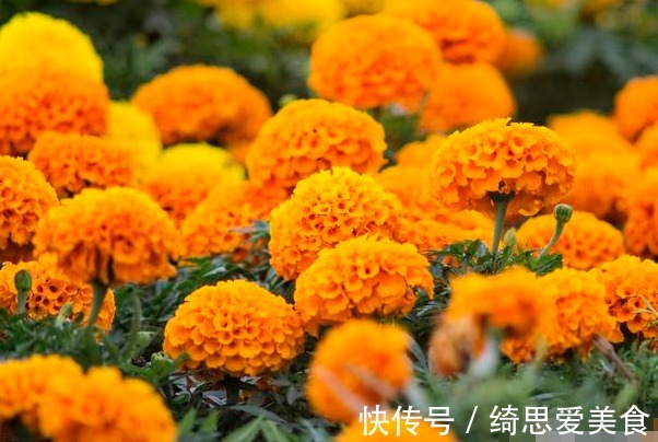 此花是一种敬老之花,寓意吉祥,祝愿长辈健康长寿!
