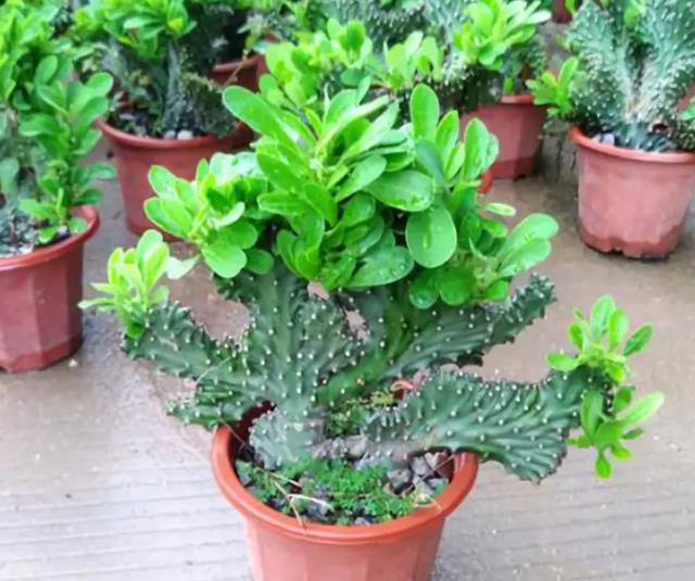 鸿运当头|建议养花人:4种花,别看不上,养护容易寓意好