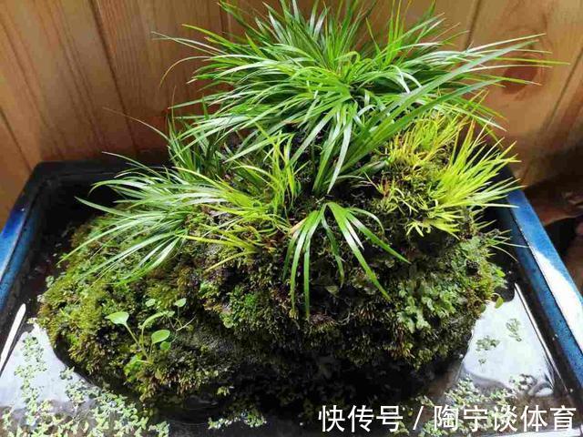 潮湿|院子里的阴凉角落，种上4种花，耐阴开花美，一年四季不用管