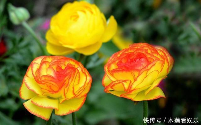 阳台上|叶子像芹菜，开花赛牡丹，这花名叫“芹菜花”，再土也能给你惊喜