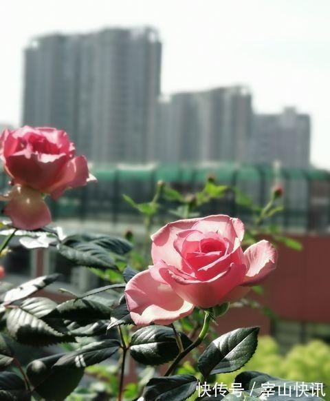 月季小苗一根杆,学个“小技能”,明年变老桩,枝繁叶茂开满花