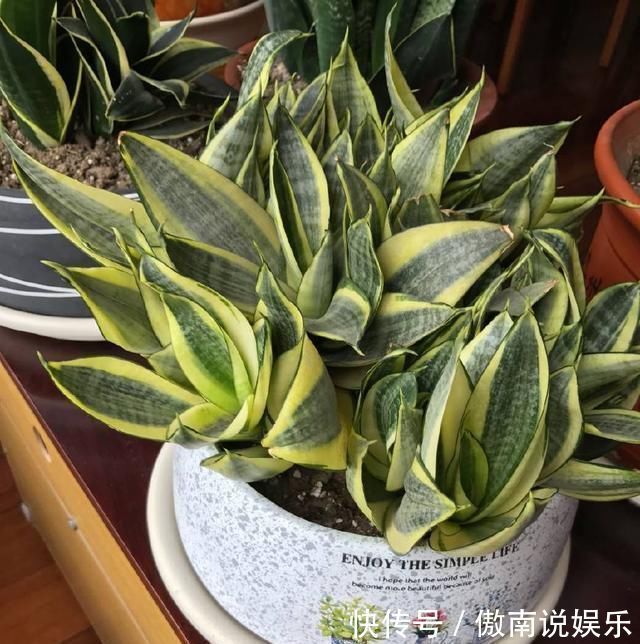 老妈养虎皮兰,往土里埋点料,虎皮兰长得快,侧芽蹭蹭冒