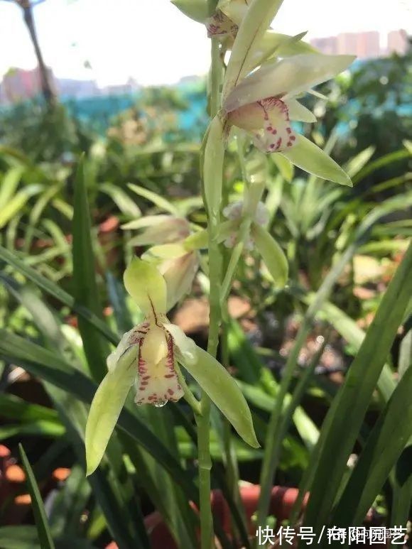 兰花有哪些种类?分“2大类”,“3大生”,共有3000个品种