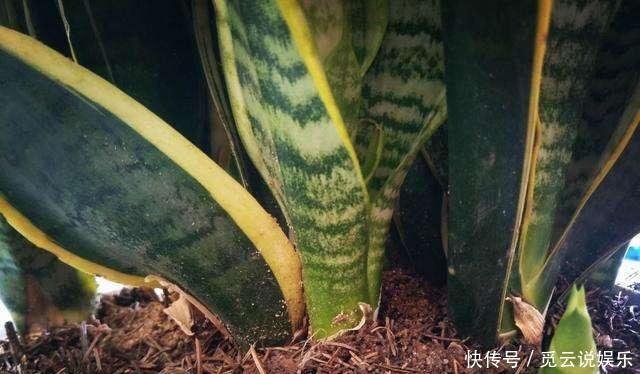 明年|超怕冷的2种花,叶子冻烂了赶紧剪一剪,明年照样开!