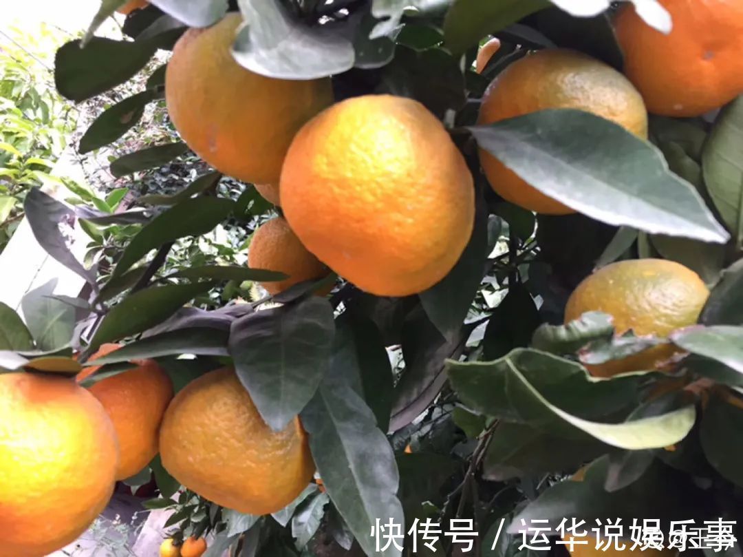 10种花爱喝醋，浇水加点酸，叶子油亮爱开花！