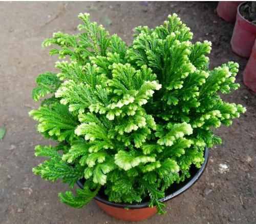  植物|野外4种植物，种在花盆里，养成漂亮小盆栽！?